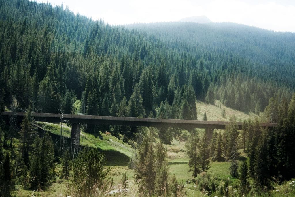 Bridge going through the forest